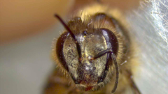Apis cerana