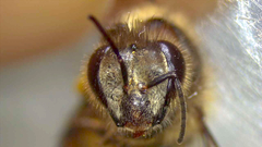 Apis cerana