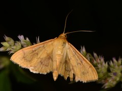 Psara dryalis