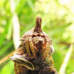 Dolophones turrigera