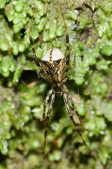 Episinus antipodianus