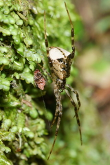 Episinus antipodianus