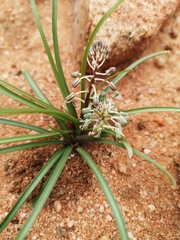Ledebouria apertiflora