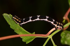 Somatolophia pallescens