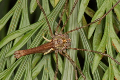 Enantiobuninae