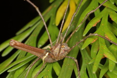 Enantiobuninae