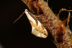 Mnesarchella