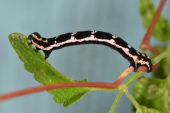 Somatolophia pallescens