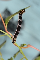 Somatolophia pallescens