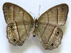 Cissia pompilia