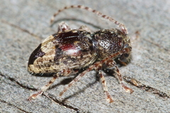 Somatidia antarctica