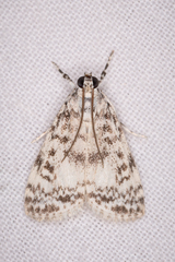 Phenacodes aleuropa