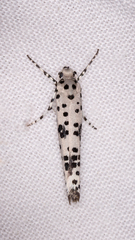 Yponomeuta pustulellus