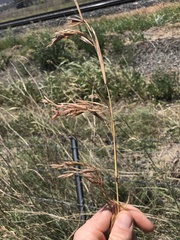 Themeda avenacea
