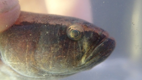 Black gudgeon (Eleotris melanosoma) — Eleotridae — 4