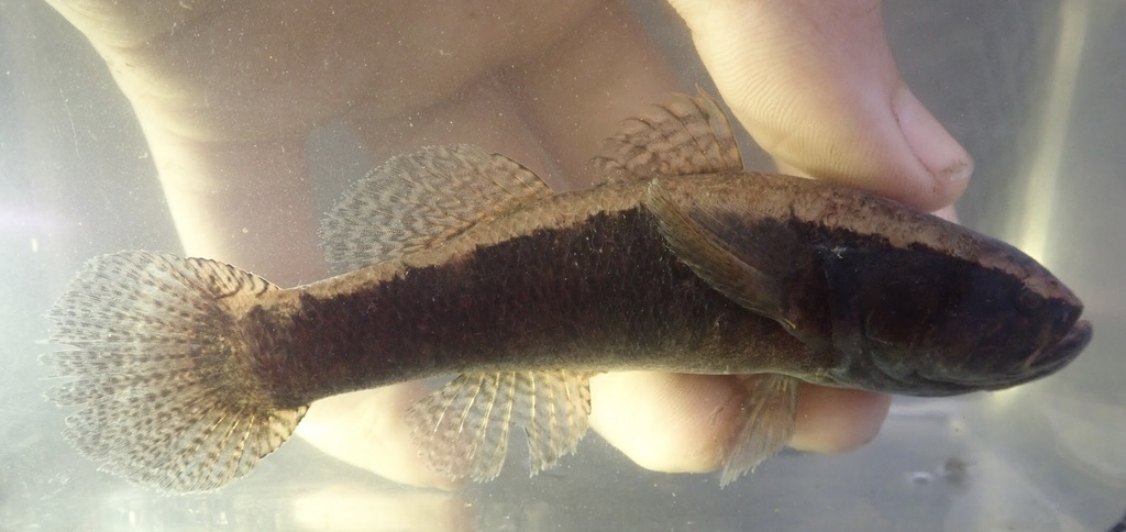 Black Spine-cheek Gudgeon (Freshwater Fish of Malaysia) · iNaturalist