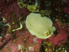Cadlina laevis