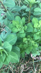 Euphorbia helioscopia