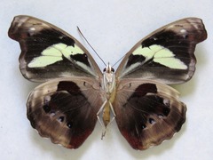 Catonephele numilia esite