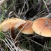 Flammulina lupinicola - Photo (c) Damon Tighe, some rights reserved (CC BY-NC), uploaded by Damon Tighe