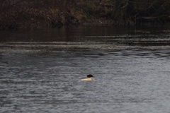 Mergus merganser