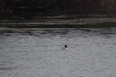 Mergus merganser