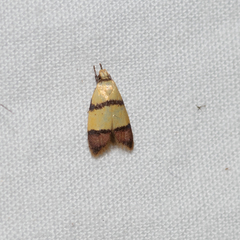 Heteroteucha distephana