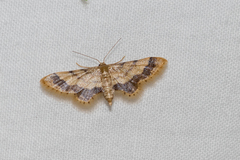 Idaea trypheropa