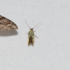Opogona protodoxa