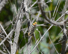 Moerarchis clathrata