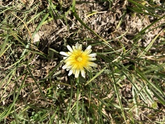 Taraxacum dissectum