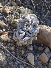 Epithelantha greggii