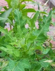 Oxybasis glauca salina