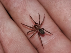 Anachemmis