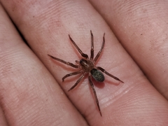Anachemmis