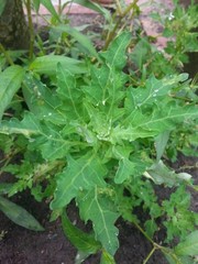 Oxybasis glauca salina