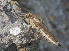 Machimus rusticus