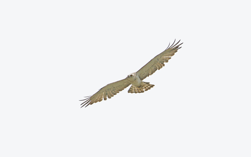 Culebrera europea (Circaetus gallicus)