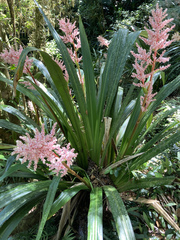 Helmholtzia glaberrima