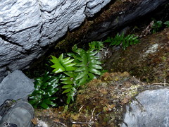 Asplenium lepidotum