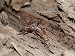 Anachemmis