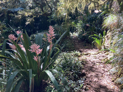 Helmholtzia glaberrima