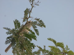 Lanius isabellinus