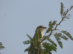 Lanius isabellinus