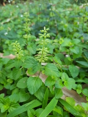 Magnoliopsida