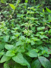 Magnoliopsida