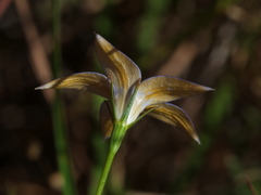 Wahlenbergia luteola