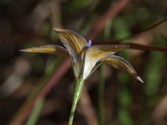 Wahlenbergia luteola