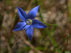 Wahlenbergia luteola