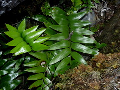 Asplenium lepidotum